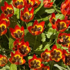 103. TULP LITTLE PRINCESS (PAKIS 10 SIBULAT)
