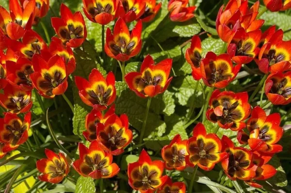 103. TULP LITTLE PRINCESS (PAKIS 10 SIBULAT)