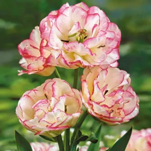 58. TULP BELICIA (PAKIS 5 SIBULAT)