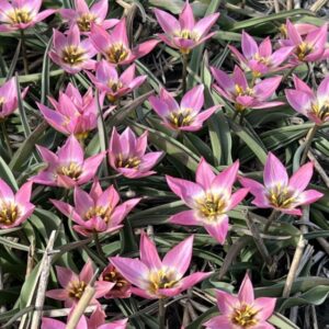 99. TULP AUCHERIANA (PAKIS 10 SIBULAT)