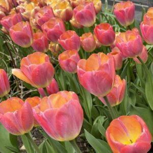 68. TULP KUNYUN (PAKIS 5 SIBULAT)