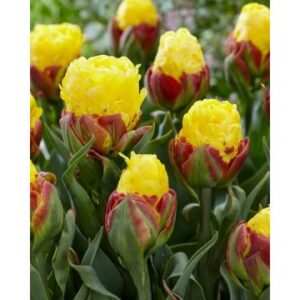 94 B. TULP ICE CREAM BANANA (3 sibulat ühes pakis)