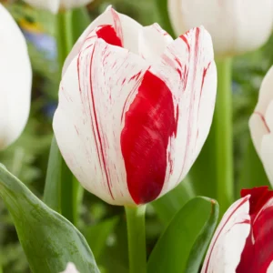 72. TULP ONE DIRECTION (PAKIS 5 SIBULAT)