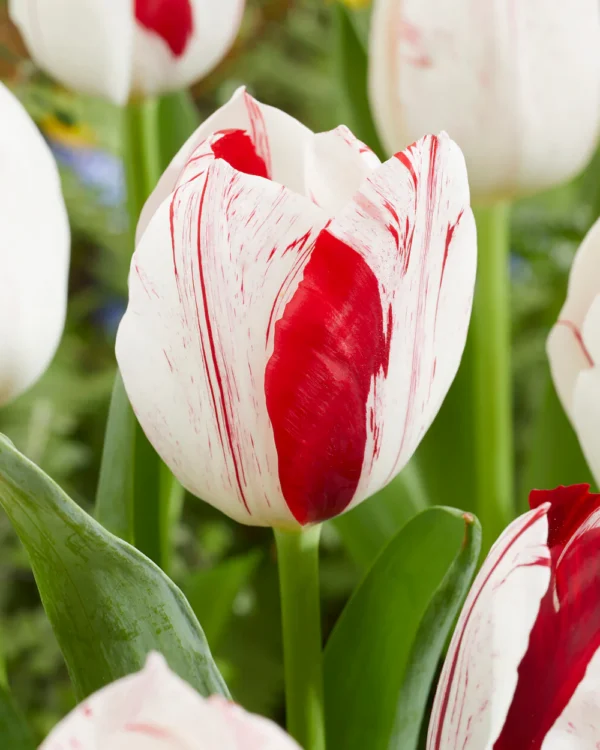 72. TULP ONE DIRECTION (PAKIS 5 SIBULAT)