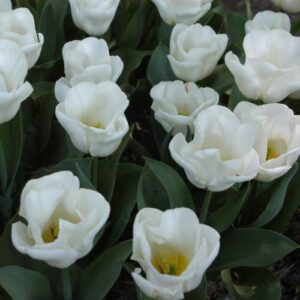 87. TULP CALGARY (PAKIS 5 SIBULAT)