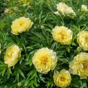 3. POJENG BARTZELLA (1 SUUR RISOOM)