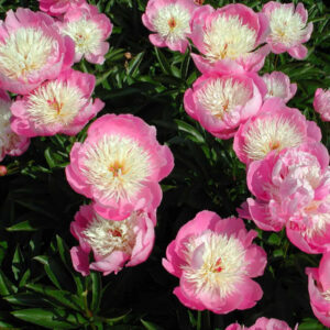 5. POJENG BOWL OF BEAUTY (1 SUUR RISOOM)