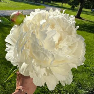 6. POJENG BOWL OF CREAM (1 SUUR RISOOM)