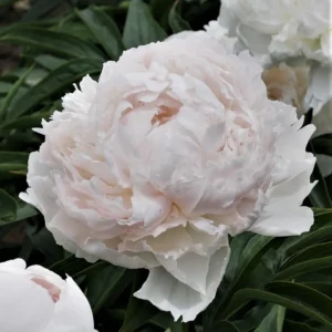 7. POJENG BROTHER CHUCK (1 SUUR RISOOM)