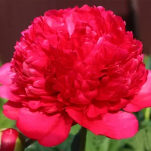 10. POJENG COMMAND PERFOMANCE (1 SUUR RISOOM) (NB! SELLE SORDI ETTETELLIMINE ON LÕPPENUD!)