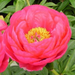 12. POJENG CYTHEREA (1 SUUR RISOOM)