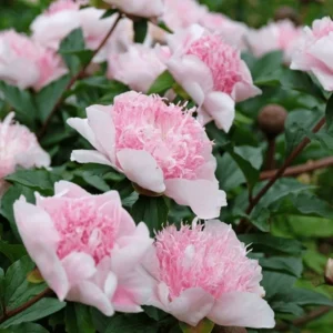 14. POJENG DO TELL (1 SUUR RISOOM)