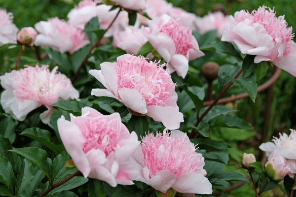 14. POJENG DO TELL (1 SUUR RISOOM)