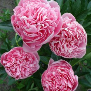 38. POJENG ETCHED SALMON (1 SUUR RISOOM)