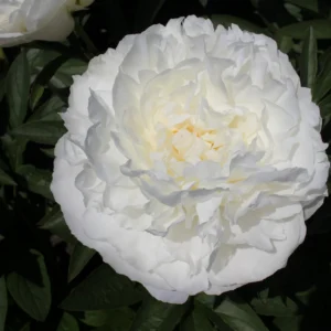 16. POJENG FRINGED IVORY (1 SUUR RISOOM)