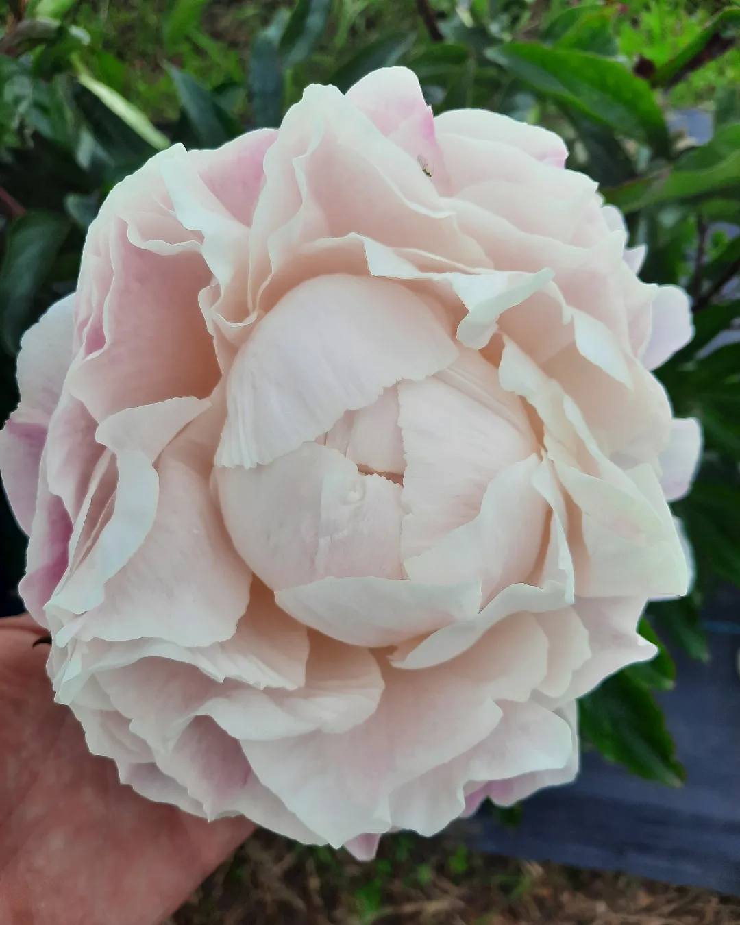 39. POJENG GARDENIA (1 SUUR RISOOM)