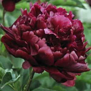 18. POJENG HIGHLIGHT (1 SUUR RISOOM) (SELLE SORDI ETTETELLIMINE ON LÕPPENUD!)