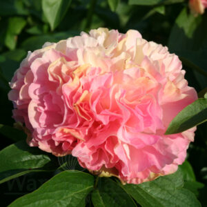 4. POJENG LOIS CHOICE (1 SUUR RISOOM)