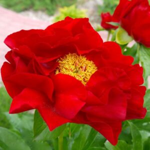 37. POJENG MACKINAC GRAND (1 SUUR RISOOM) (SELLE SORDI ETTETELLIMINE ON LÕPPENUD)