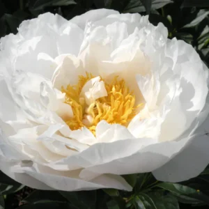 21. POJENG MISS AMERICA (1 SUUR RISOOM)