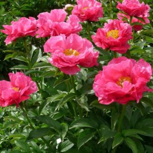 24. POJENG PAULA FAY (1 SUUR RISOOM) (SELLE SORDI ETTETELLIMINE ON LÕPPENUD!)