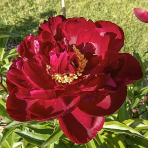 25. POJENG PETER BRAND (1 SUUR RISOOM)