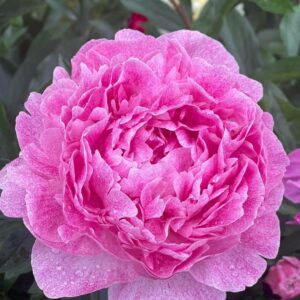 27. POJENG PJETERTJE VRIEND (1 SUUR RISOOM)