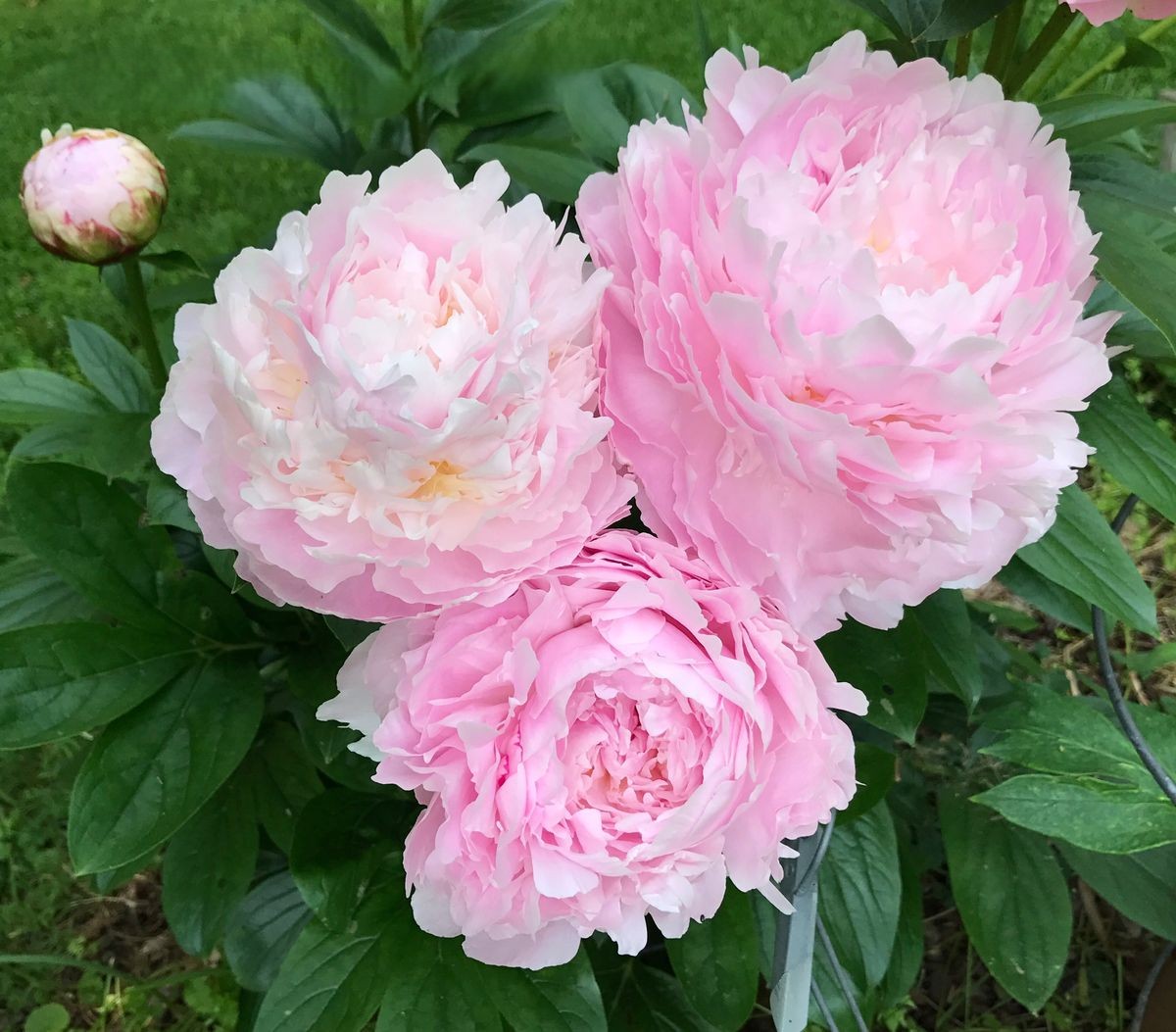 1. POJENG PILLOW TALK (1 SUUR RISOOM) (NB! SELLE SORDI ETTETELLIMINE ON LÕPPENUD!)