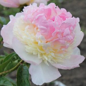 28. POJENG RASBERRY SUNDAE (1 SUUR RISOOM) (SELLE SORDI ETTETELLIMINE ON LÕPPENUD!)