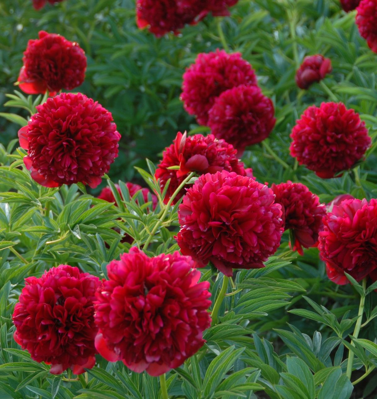 35. POJENG RED GRACE (1 SUUR RISOOM)