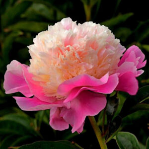 31. POJENG SHE IS MY STAR (1 SUUR RISOOM)