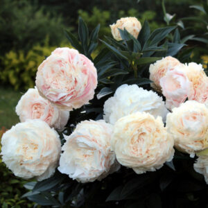 11. POJENG SOLANGE (1 SUUR RISOOM) NB! SELLE SORDI BRONEERIMINE LÕPPENUD!