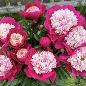 34. POJENG WHITE CAP (1 SUUR JUURIKAS)