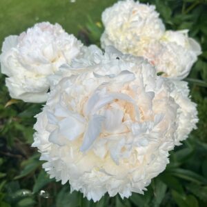 7. POJENG BROTHER CHUCK (1 SUUR RISOOM)