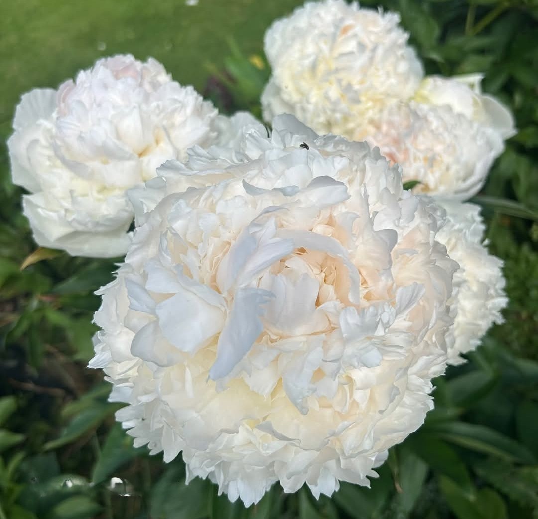 7. POJENG BROTHER CHUCK (1 SUUR RISOOM)