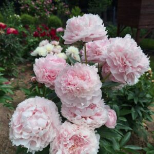 30. POJENG SARAH BERNHARDT (1 SUUR RISOOM)