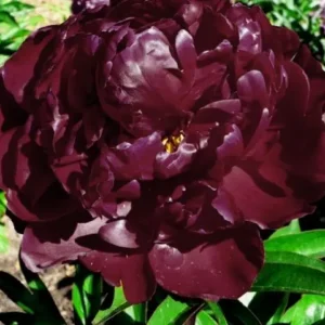 25. POJENG PETER BRAND (1 SUUR RISOOM)