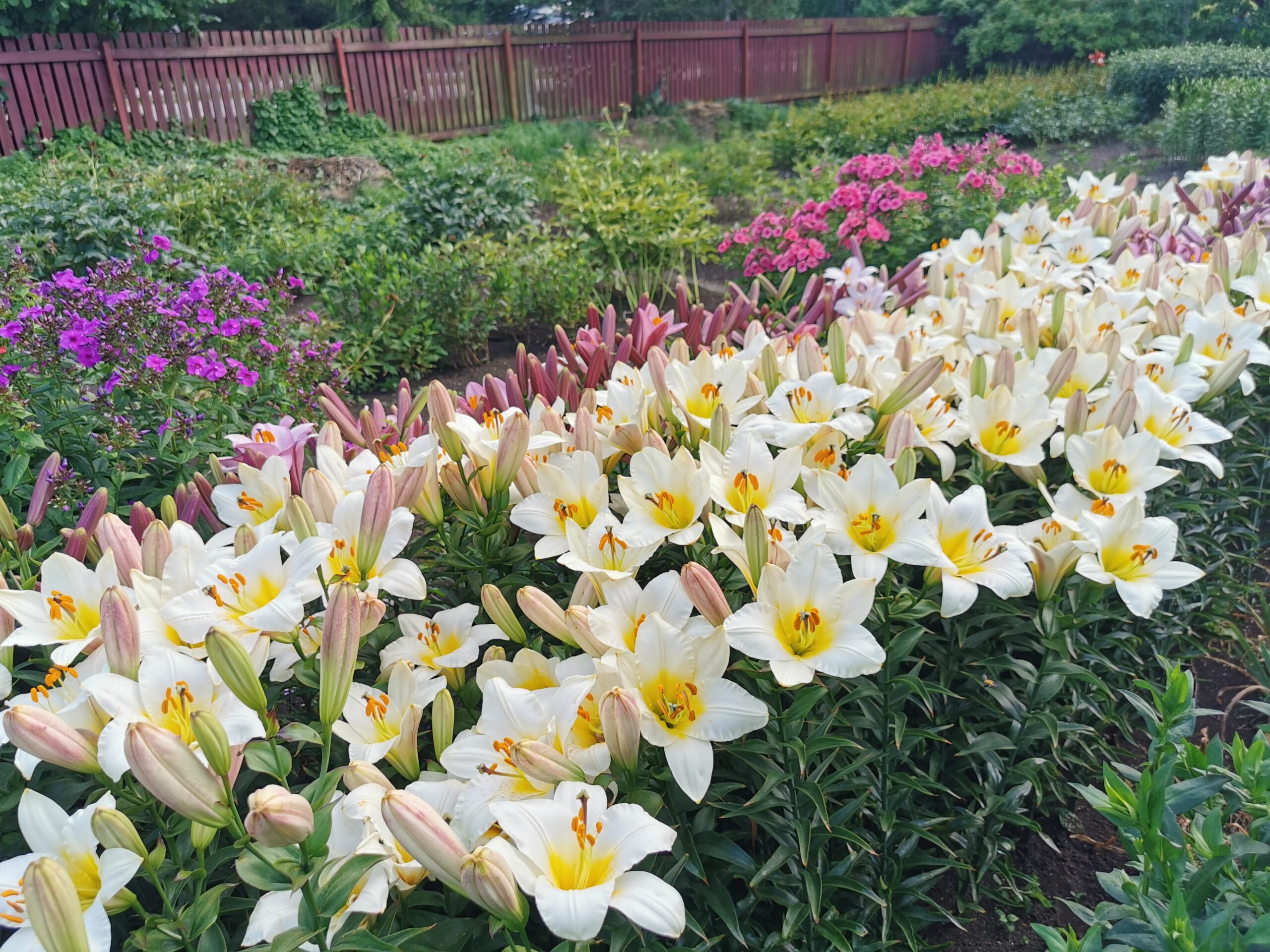 Poeticus - lillesibulad