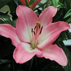 27. LIILIA ALBUFEIRA (ÜHES PAKIS 3 SUURT SIBULAT)