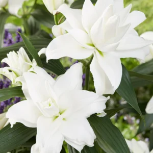 50. LIILIA ANGELA (ÜHES PAKIS 3 ERAKORDSELT SUURT SIBULAT)