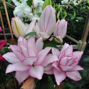 45. LIILIA ANOUSHKA (ÜHES PAKIS 3 VÄGA SUURT SIBULAT)