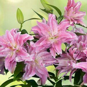 51. LIILIA AZRA (ÜHES PAKIS 3 VÄGA SUURT SIBULAT)