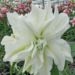 46. LIILIA AISHA (ÜHES PAKIS 3 SUURT SIBULAT)