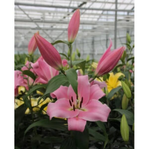 9. LIILIA BELLAMONTE (PAKIS 3 ERAKORDSELT SUURT SIBULAT)