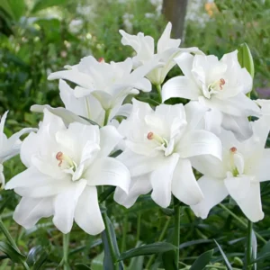 31. LIILIA BELVEDERE (PAKIS 3 SUURT SIBULAT)