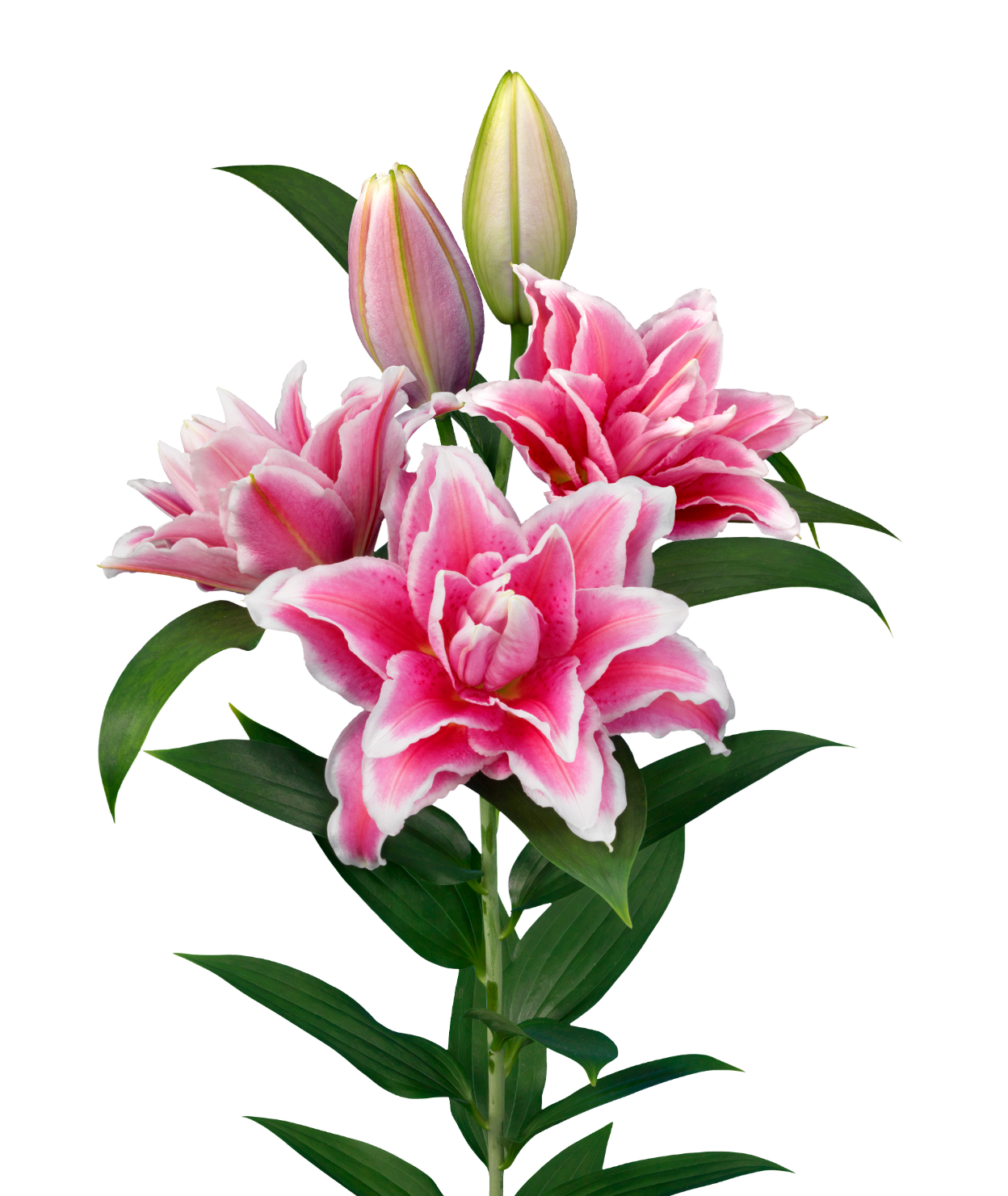 52. LIILIA BIANCA (ÜHES PAKIS 3 VÄGA SUURT SIBULAT) - Image 2