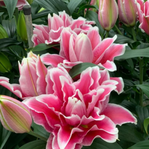 52. LIILIA BIANCA (ÜHES PAKIS 3 VÄGA SUURT SIBULAT)