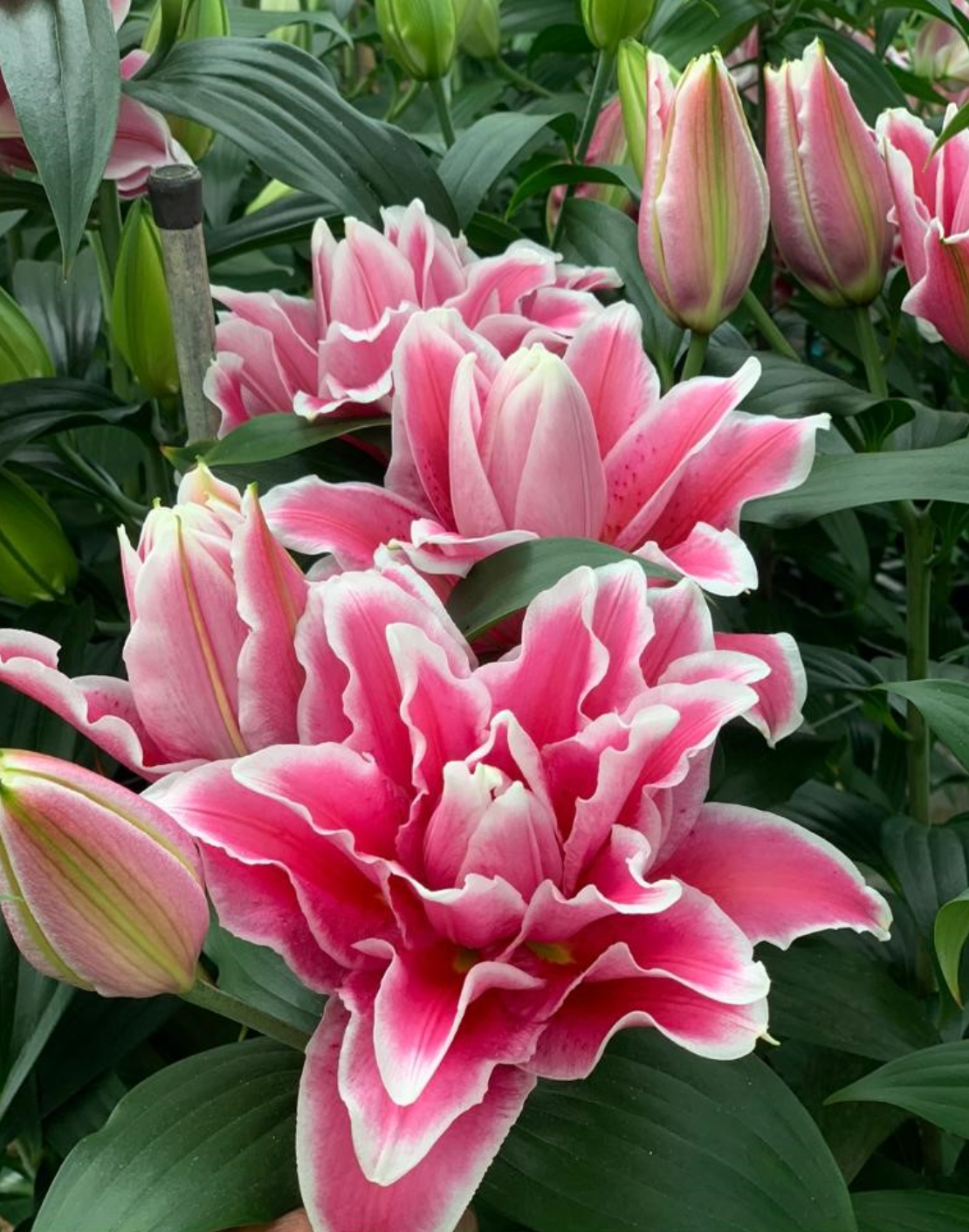 52. LIILIA BIANCA (ÜHES PAKIS 3 VÄGA SUURT SIBULAT)