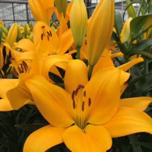 28. LIILIA BOTERO (ÜHES PAKIS 3 SUURT SIBULAT)