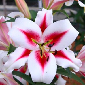 5. LIILIA CAUCHO (PAKIS 3 VÄGA SUURT SIBULAT)